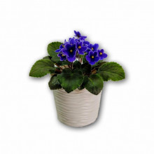 Ниска саксия ФЮЖЪН какао 